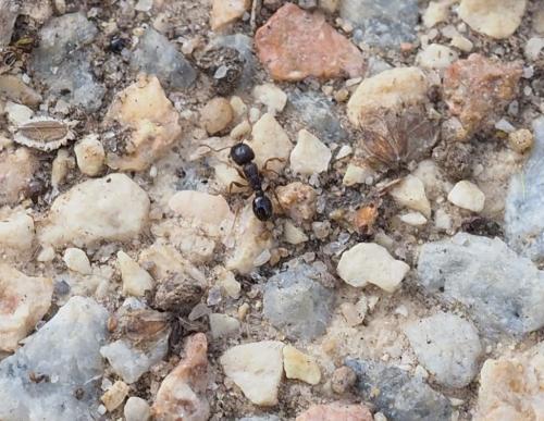 Réf. 225 242 : Tetramorium sp.